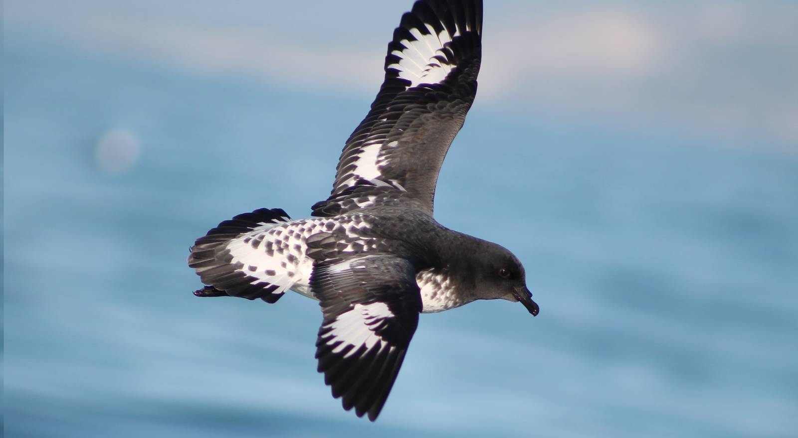 Cape petrel (Daption capense)