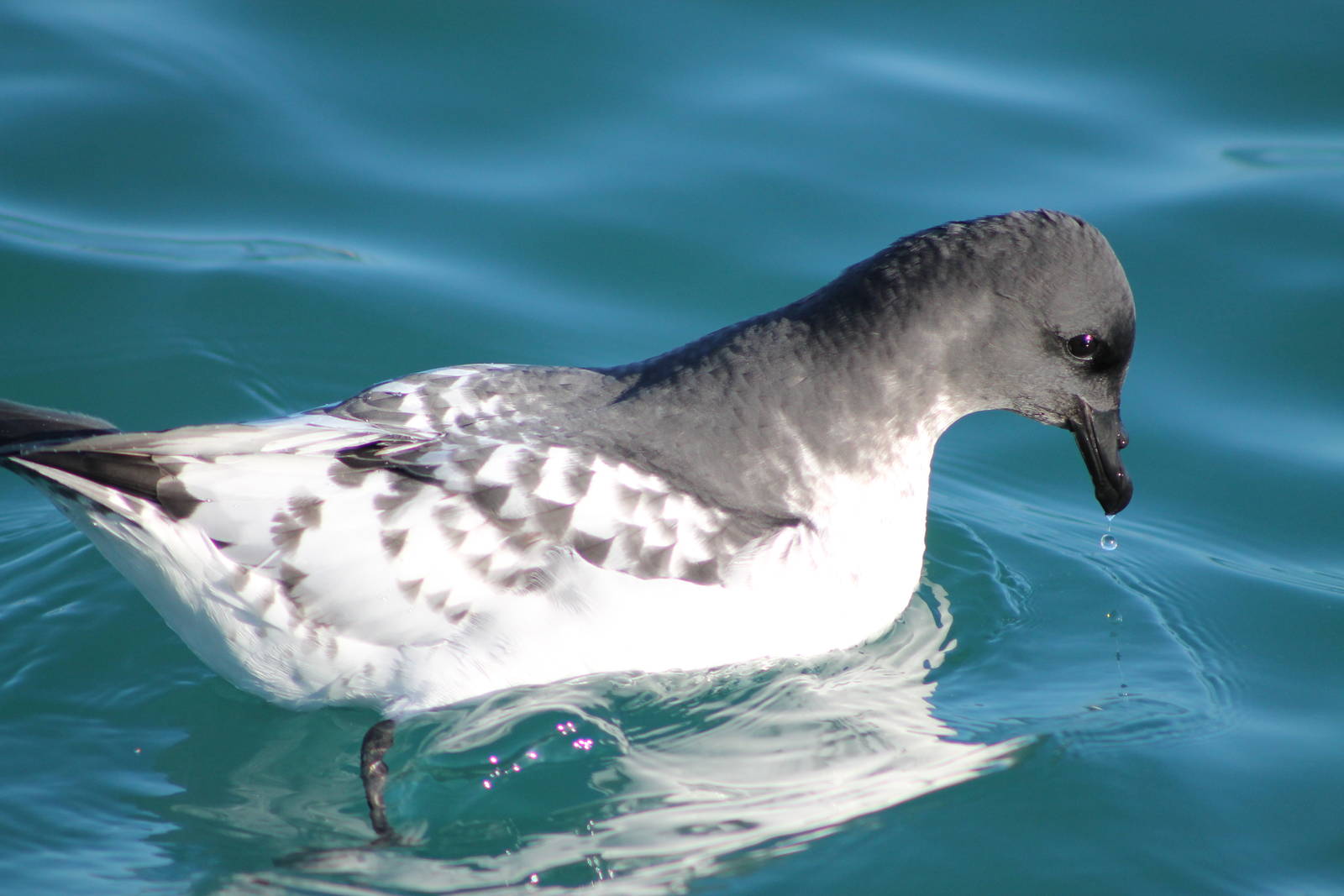 Cape petrel (Daption capense)