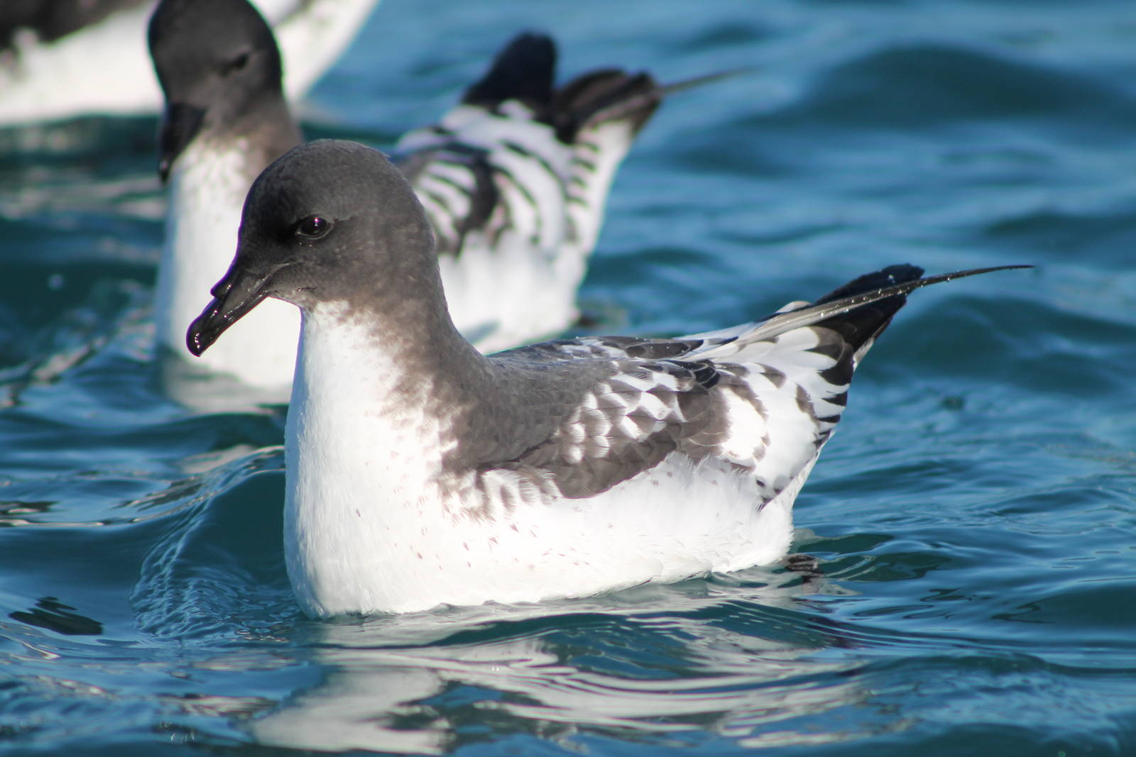 Cape petrel (Daption capense)