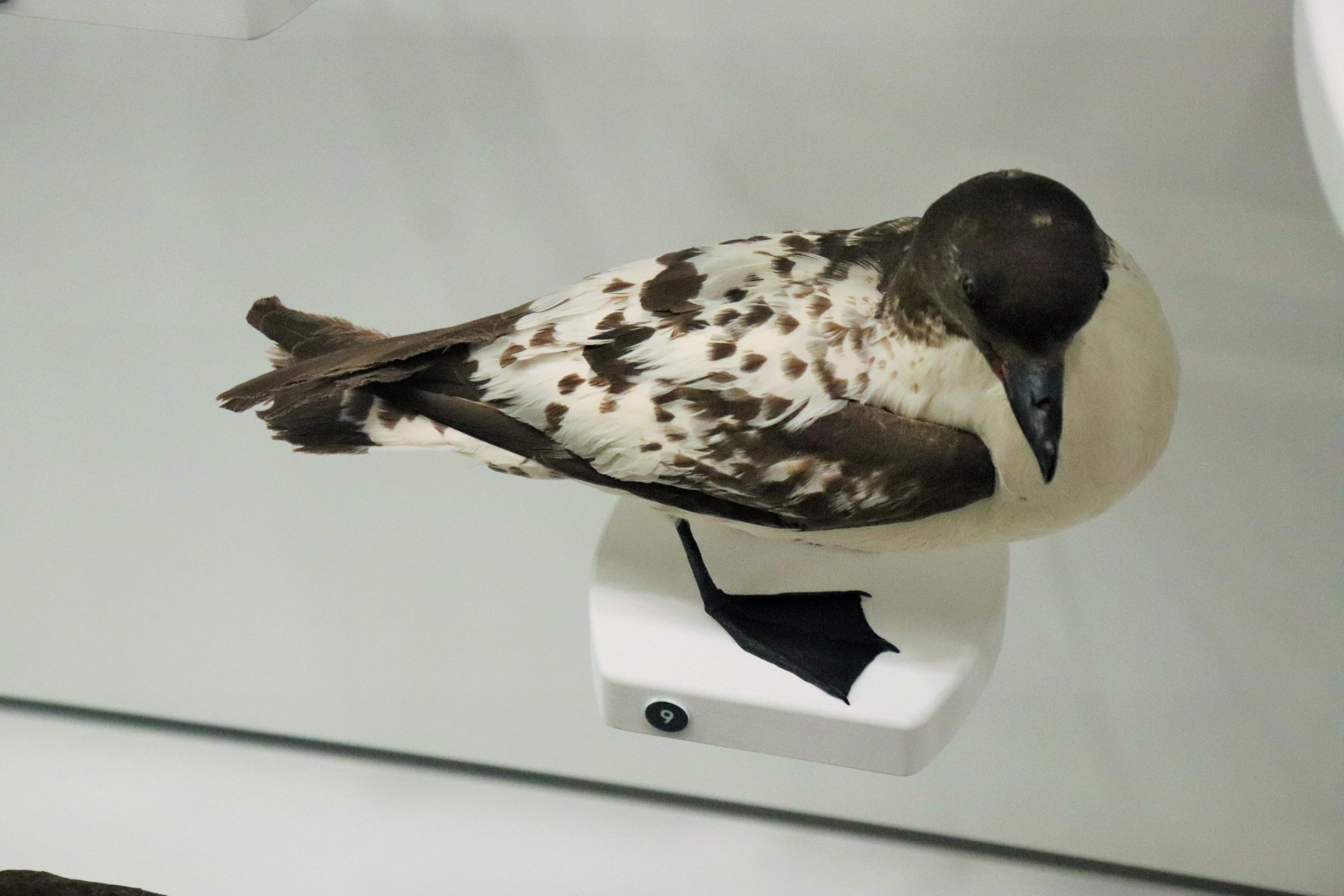 Cape Petrel (Daption capense)