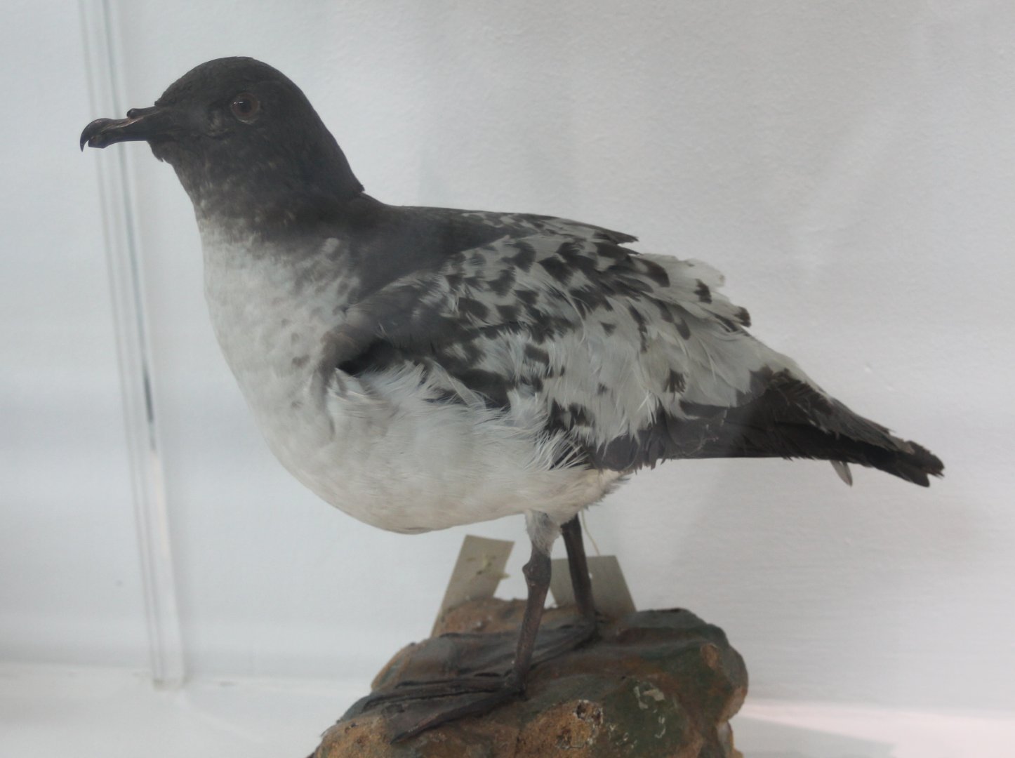 Cape petrel - Daption capense