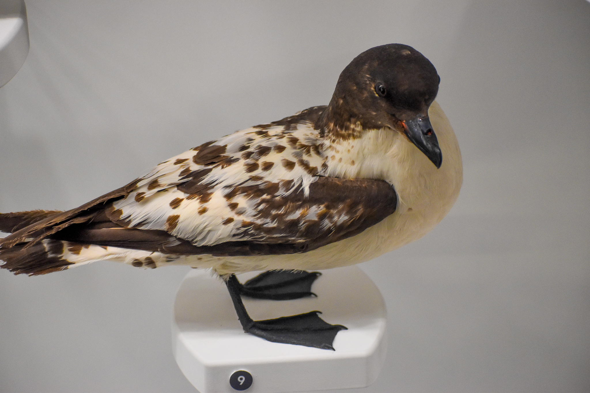 Cape Petrel