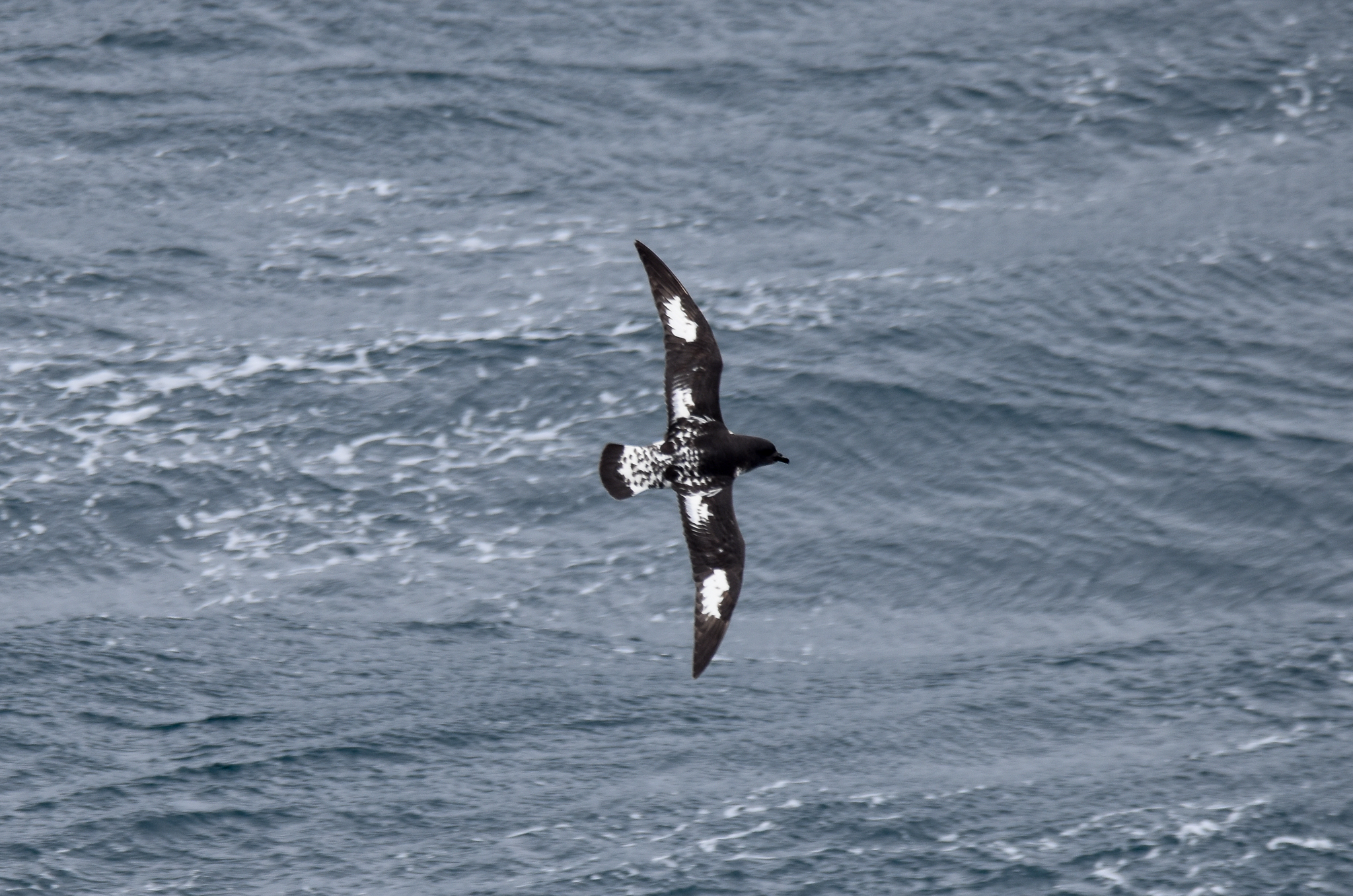 Cape Petrel