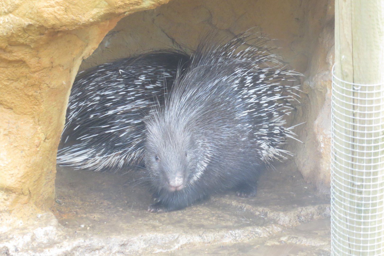 Cape porcupine 040319