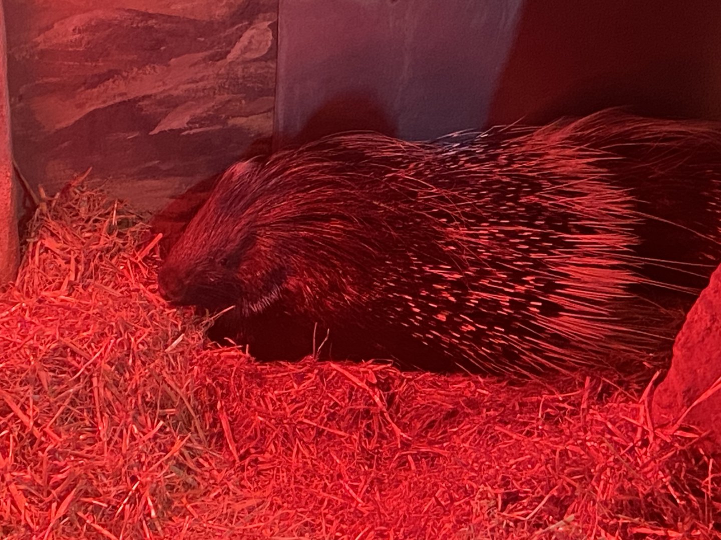 Cape porcupine 040324