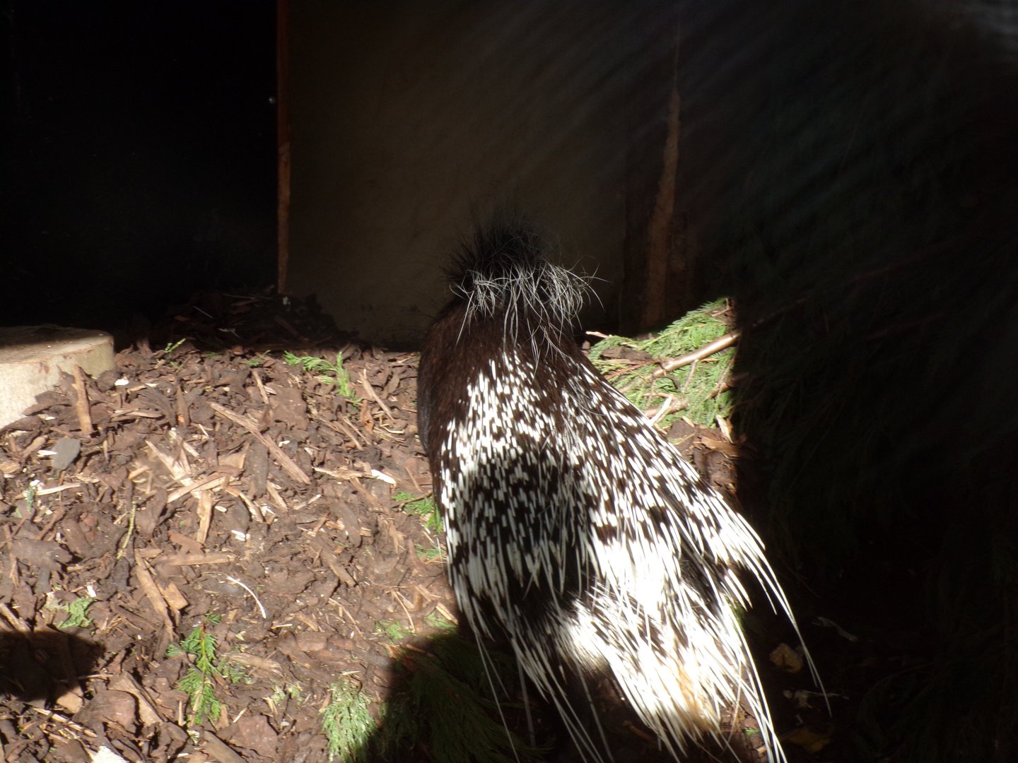 Cape porcupine 17.10.24