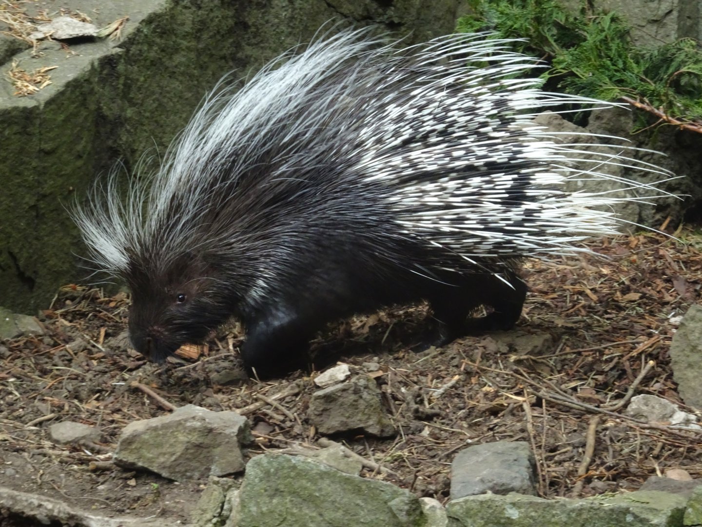 Cape Porcupine 19 May 2025