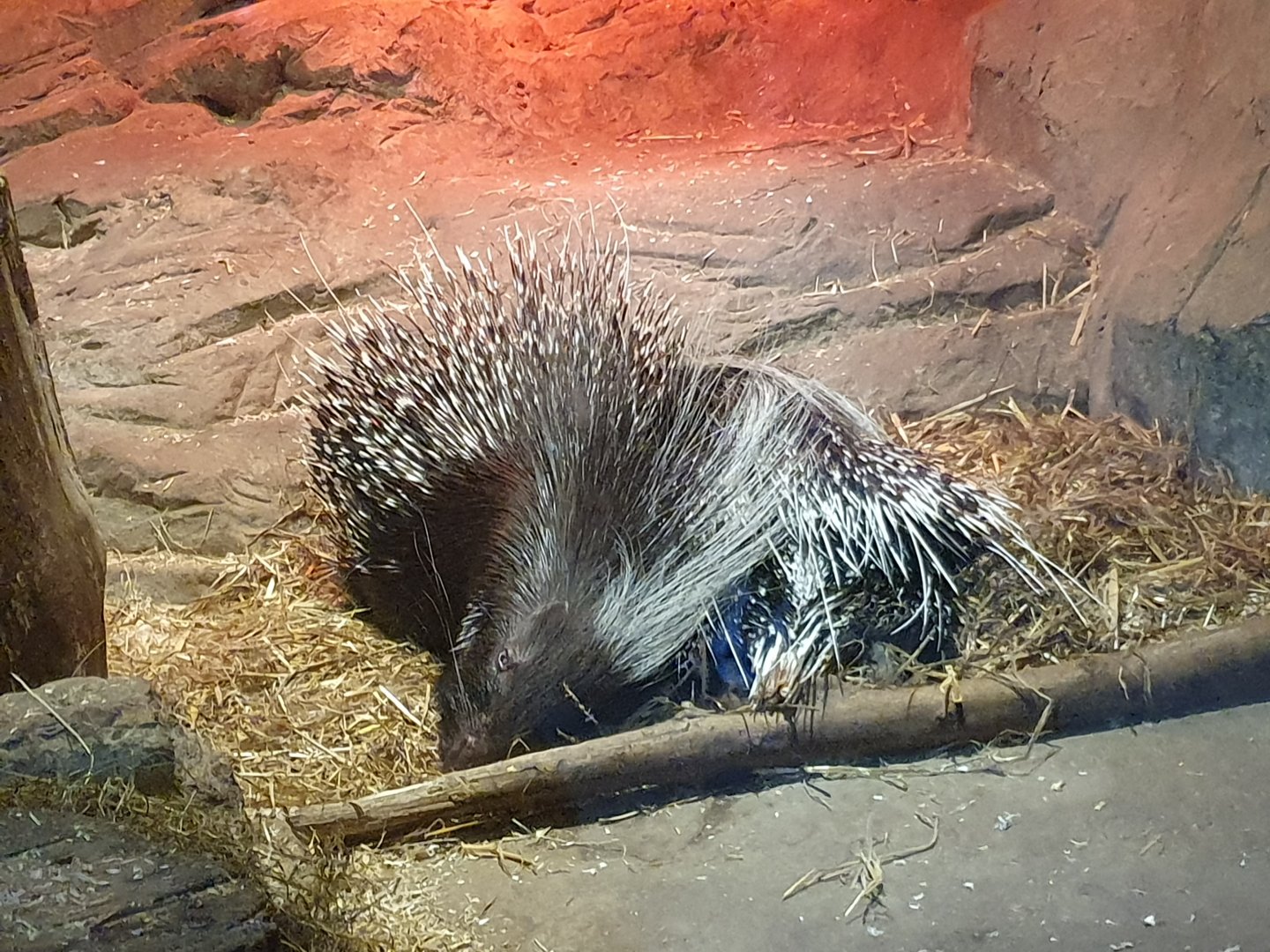 Cape Porcupine 3/1/24