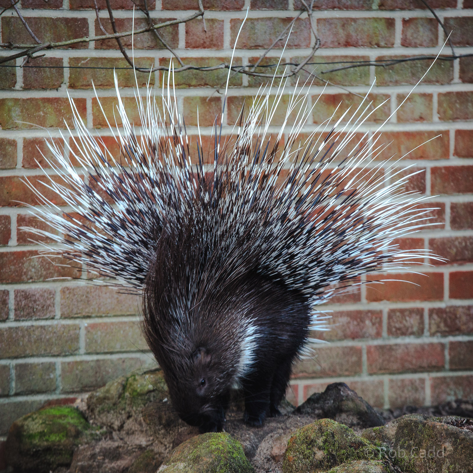 Cape porcupine : Africa Alive! : 02 Jan 2015