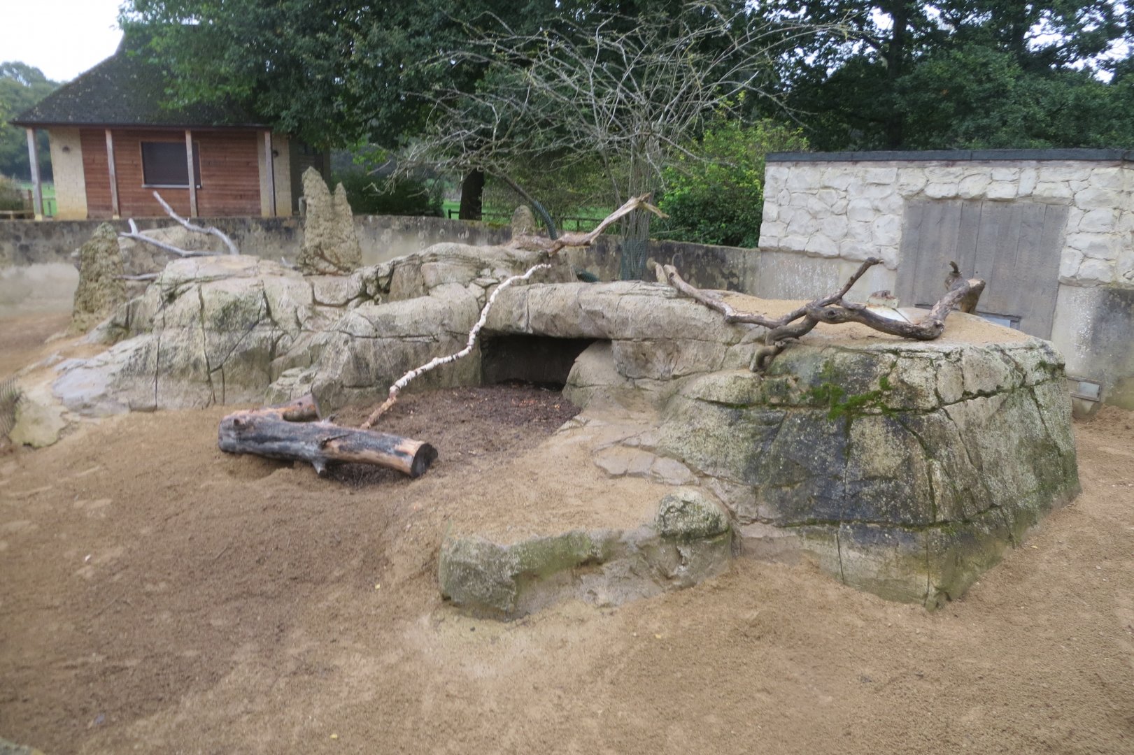 Cape porcupine and Dwarf mongoose enclosure 071019