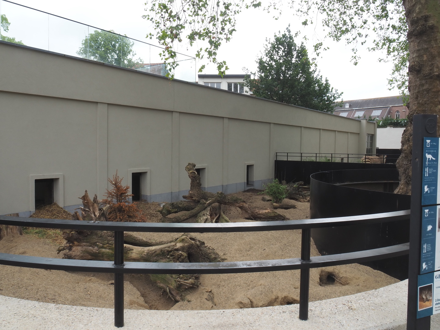 Cape porcupine and Yellow mongoose exhibit, 2021-06-12