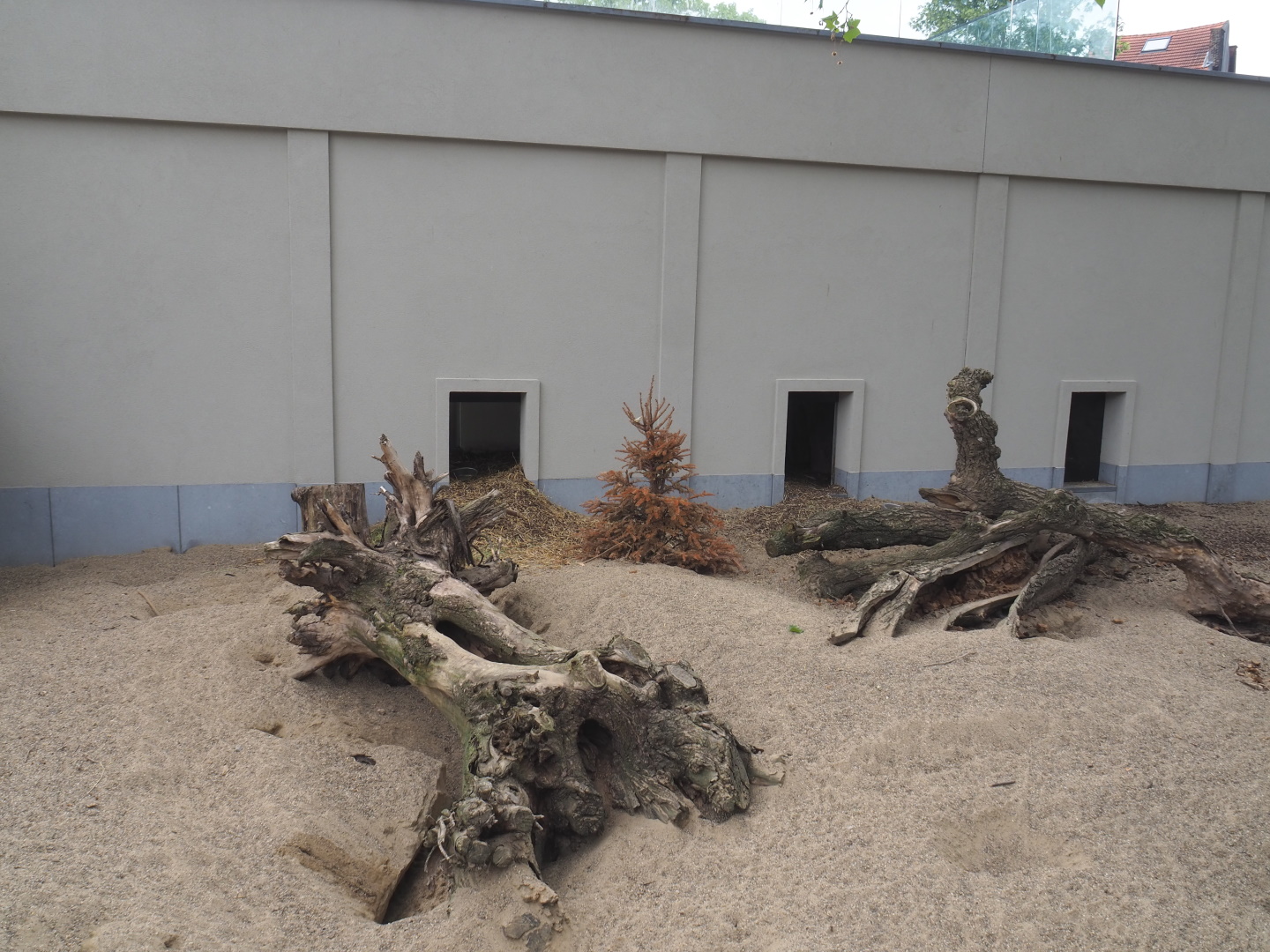 Cape porcupine and Yellow mongoose exhibit, 2021-06-12