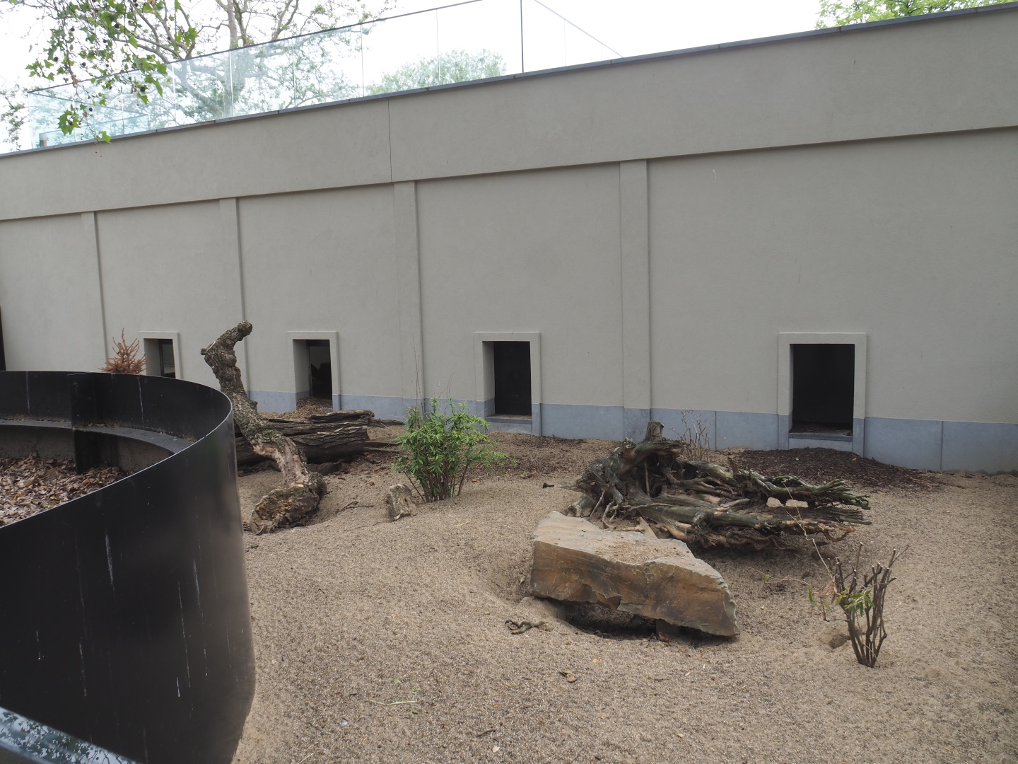 Cape porcupine and Yellow mongoose exhibit, 2021-06-12