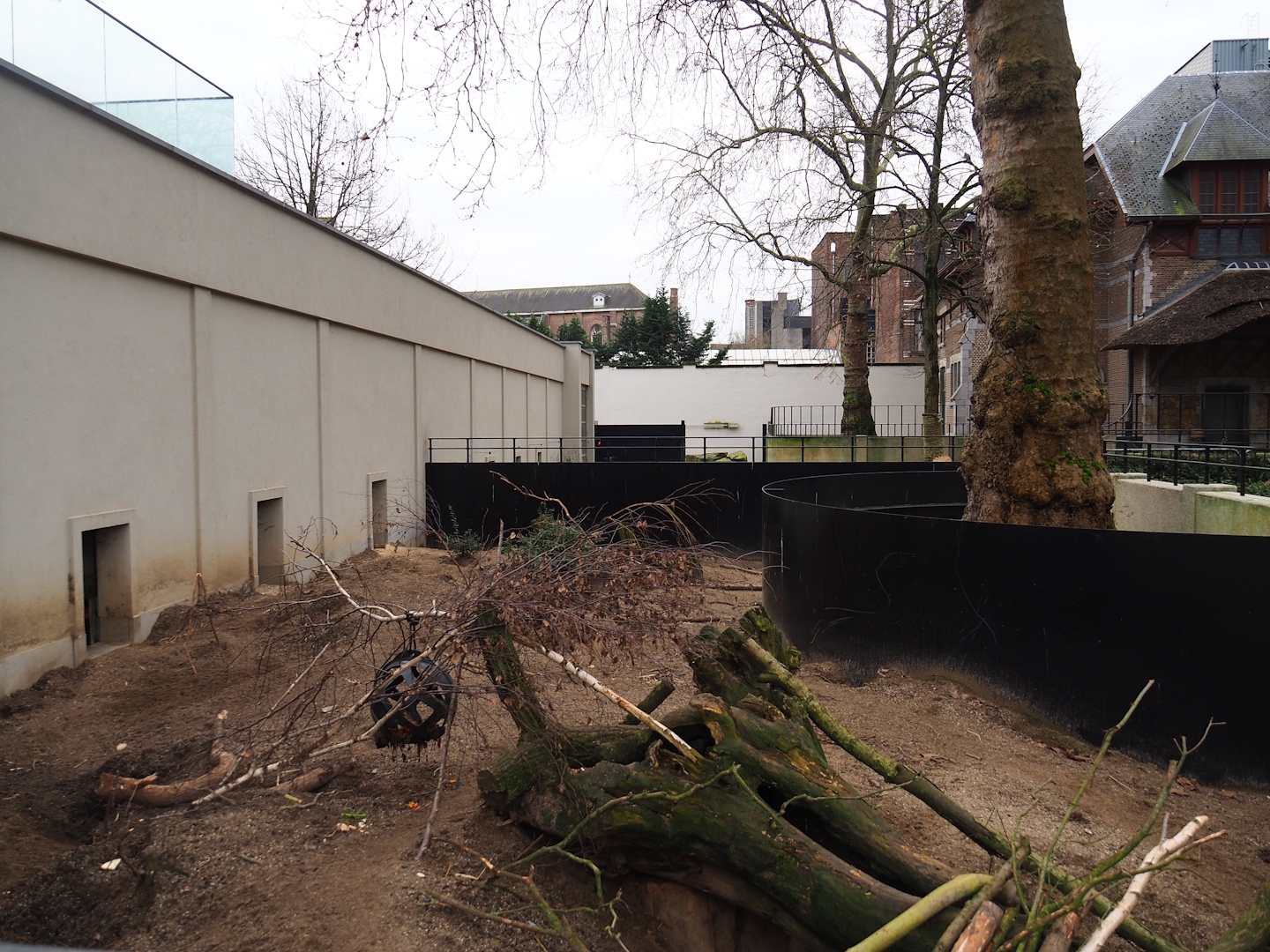 Cape porcupine and Yellow mongoose exhibit, 2024-02-17