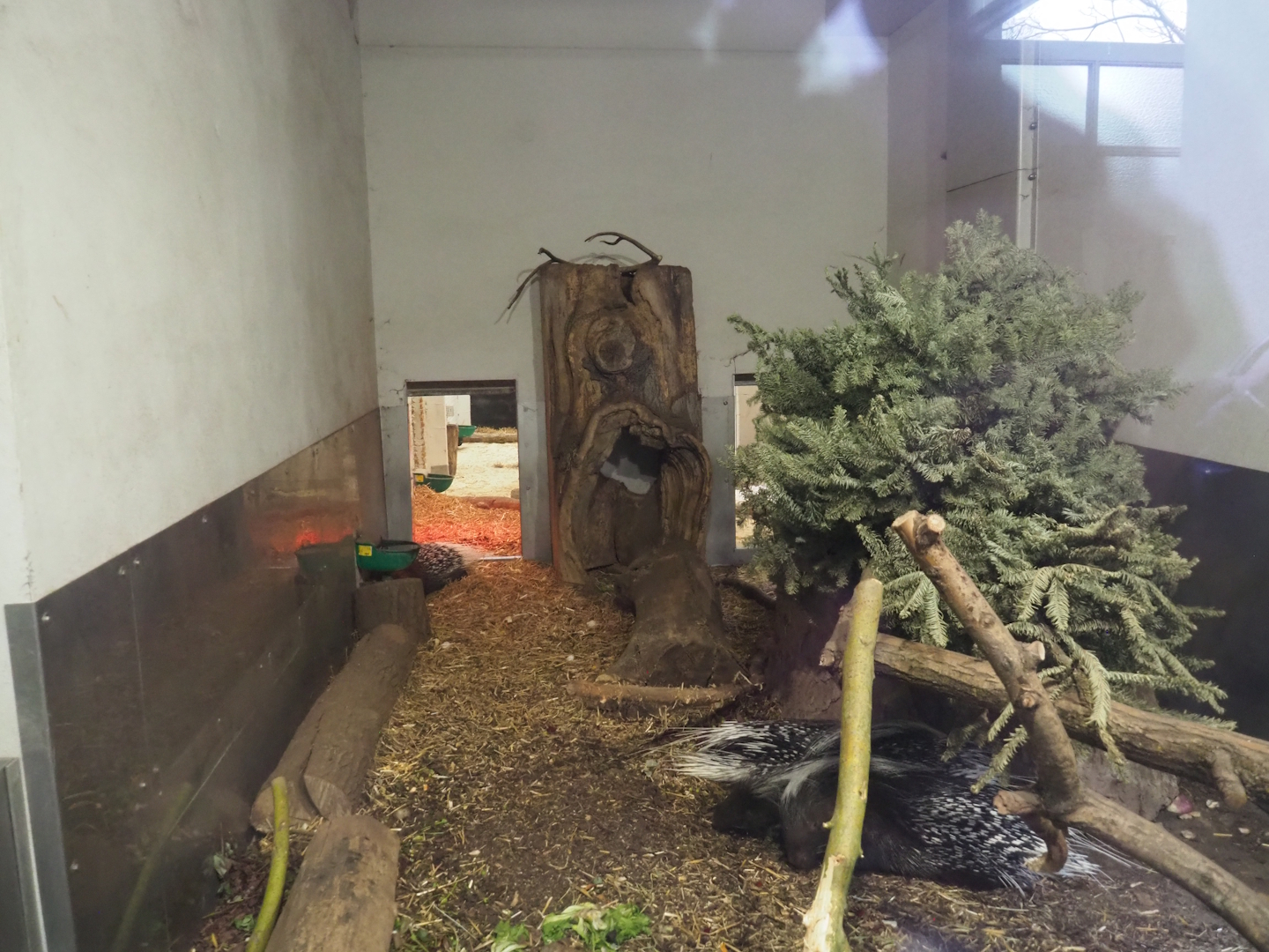 Cape porcupine and Yellow mongoose indoor exhibit, 2024-02-17