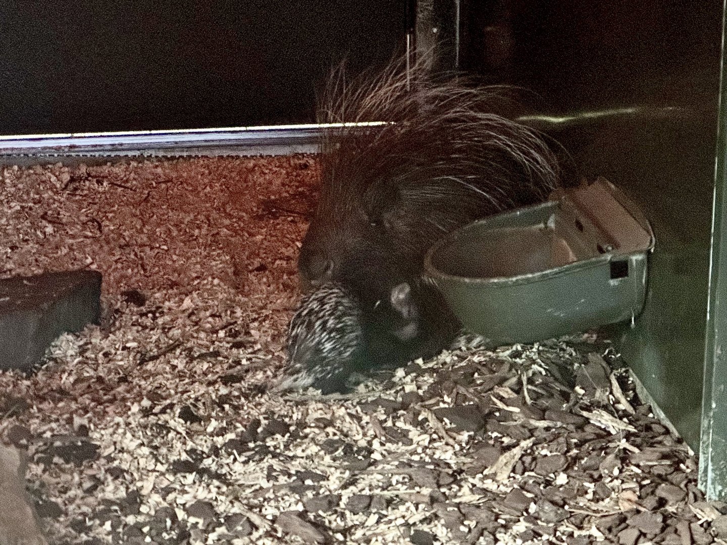 Cape Porcupine and Young