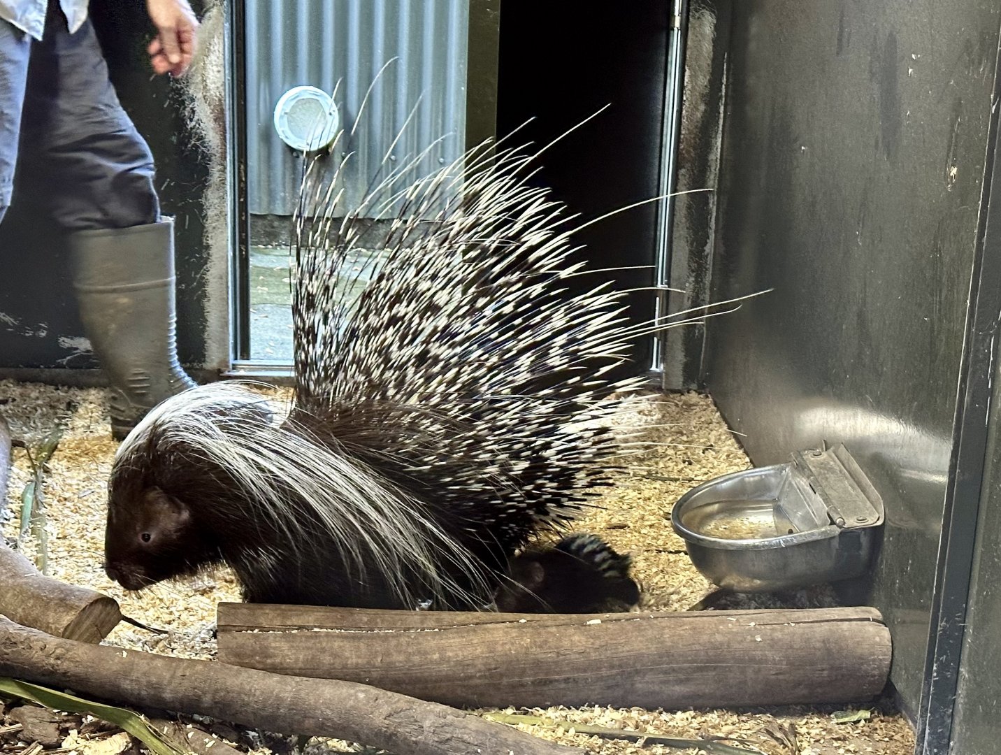 Cape porcupine and young