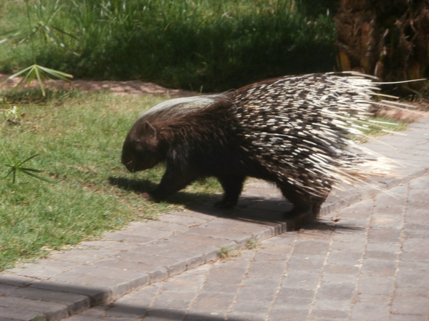 Cape porcupine -Bioparc Valencia (Summer 2017)
