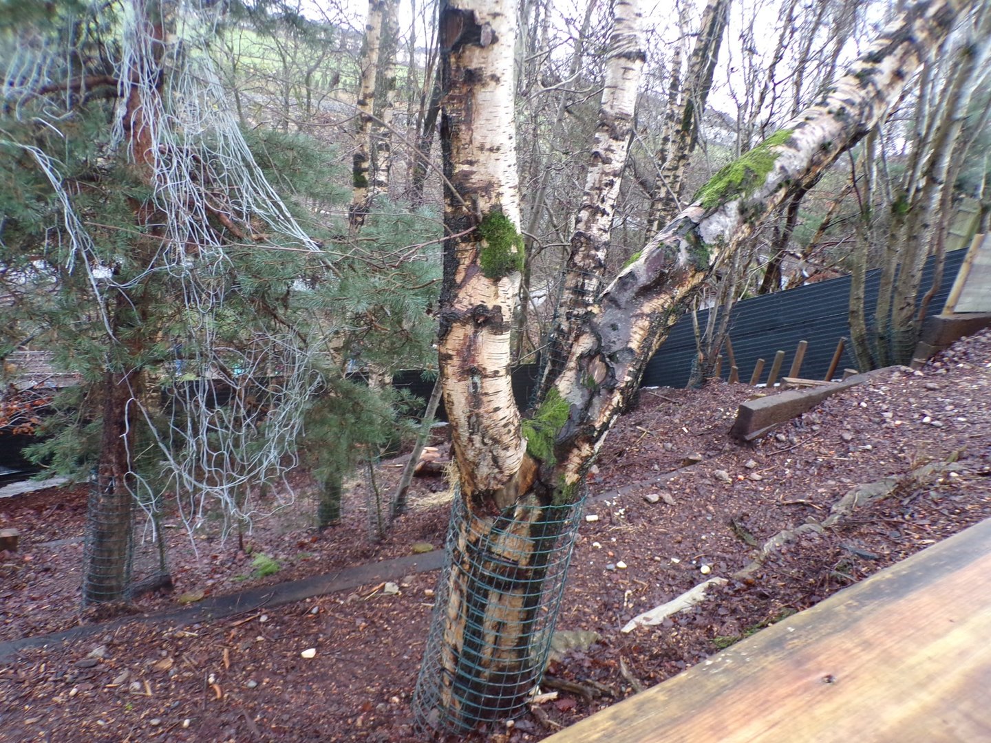 Cape porcupine enclosure 1.1.23