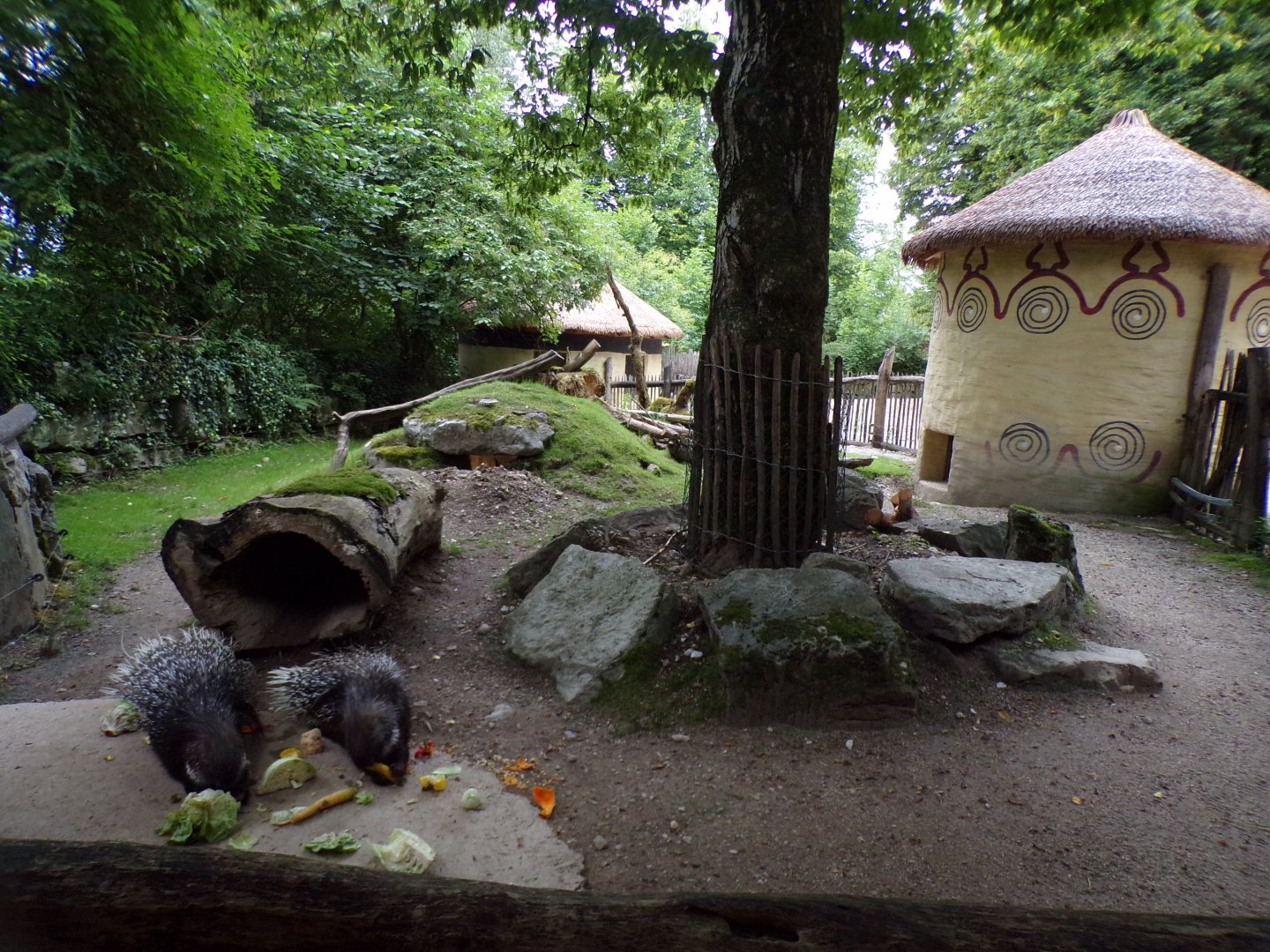 Cape porcupine enclosure 13.7.25