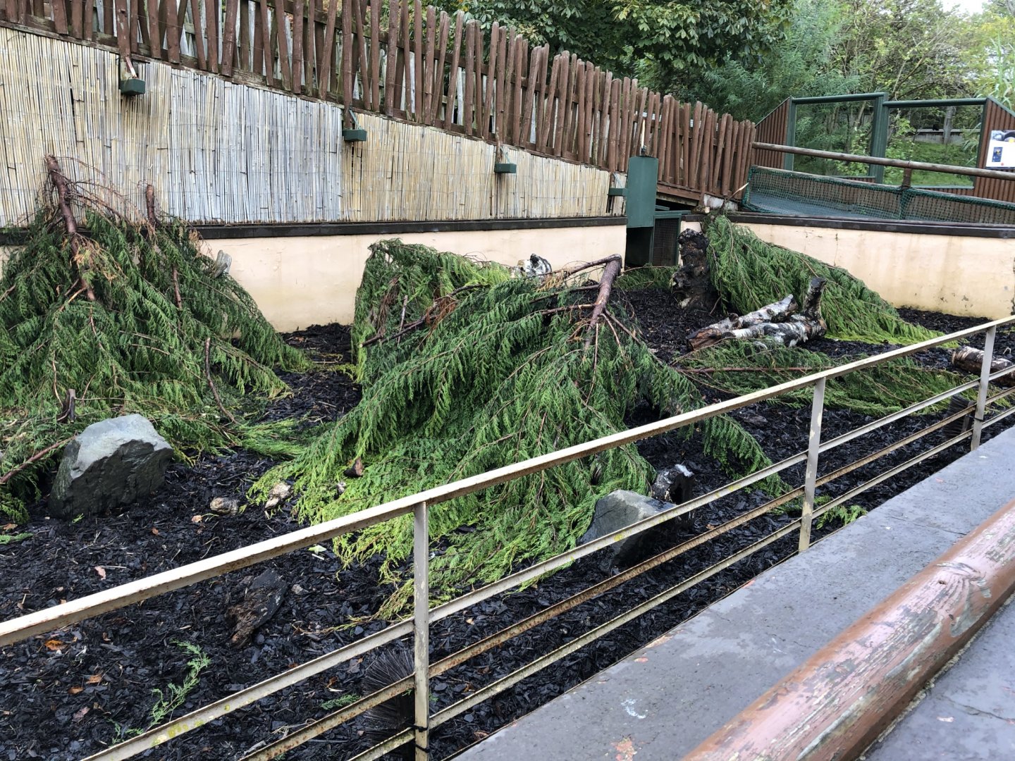 Cape Porcupine Enclosure at Edinburgh Zoo (2020)