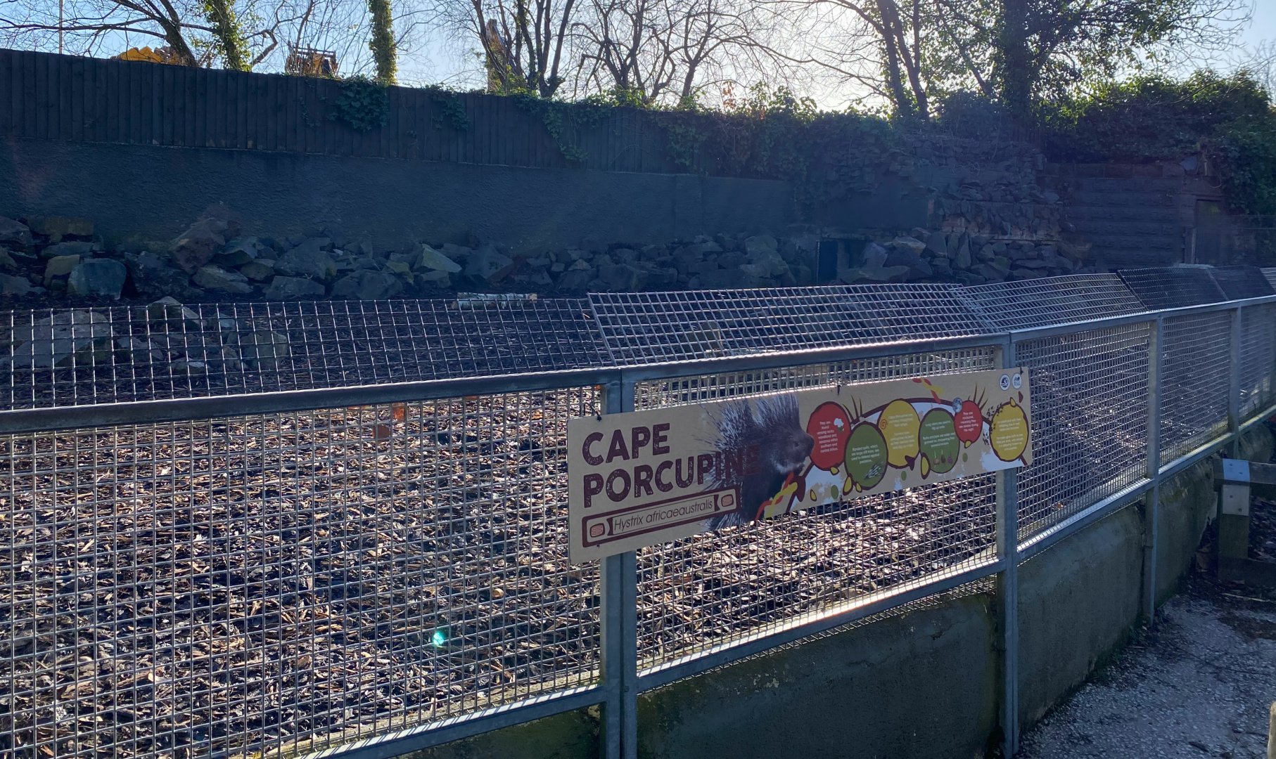 Cape Porcupine enclosure, Drayton Manor Theme Park Zoo, UK