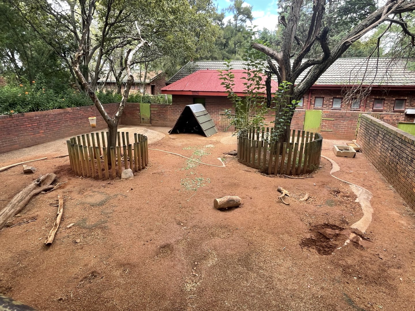 Cape Porcupine Enclosure (Hystrix africaeaustralis)