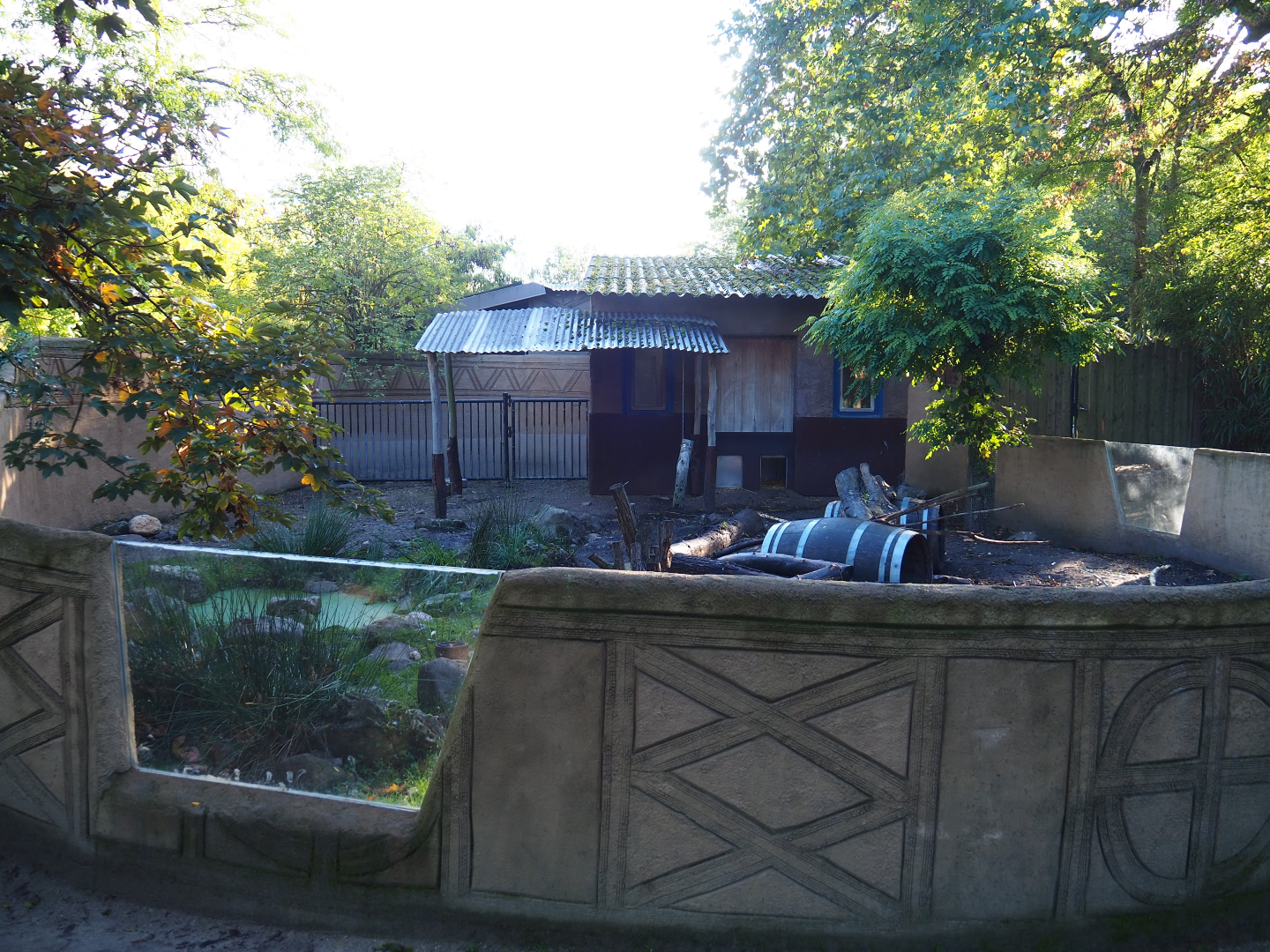 Cape porcupine exhibit, 2020-10-10