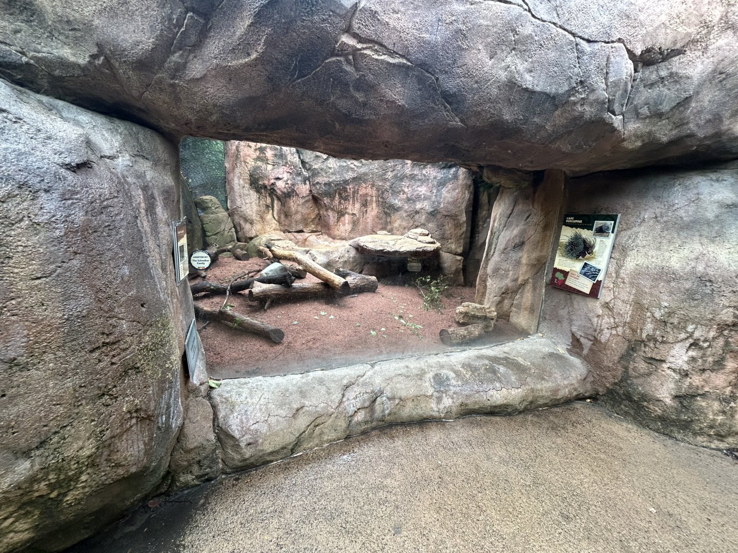 Cape Porcupine Exhibit - African Journey