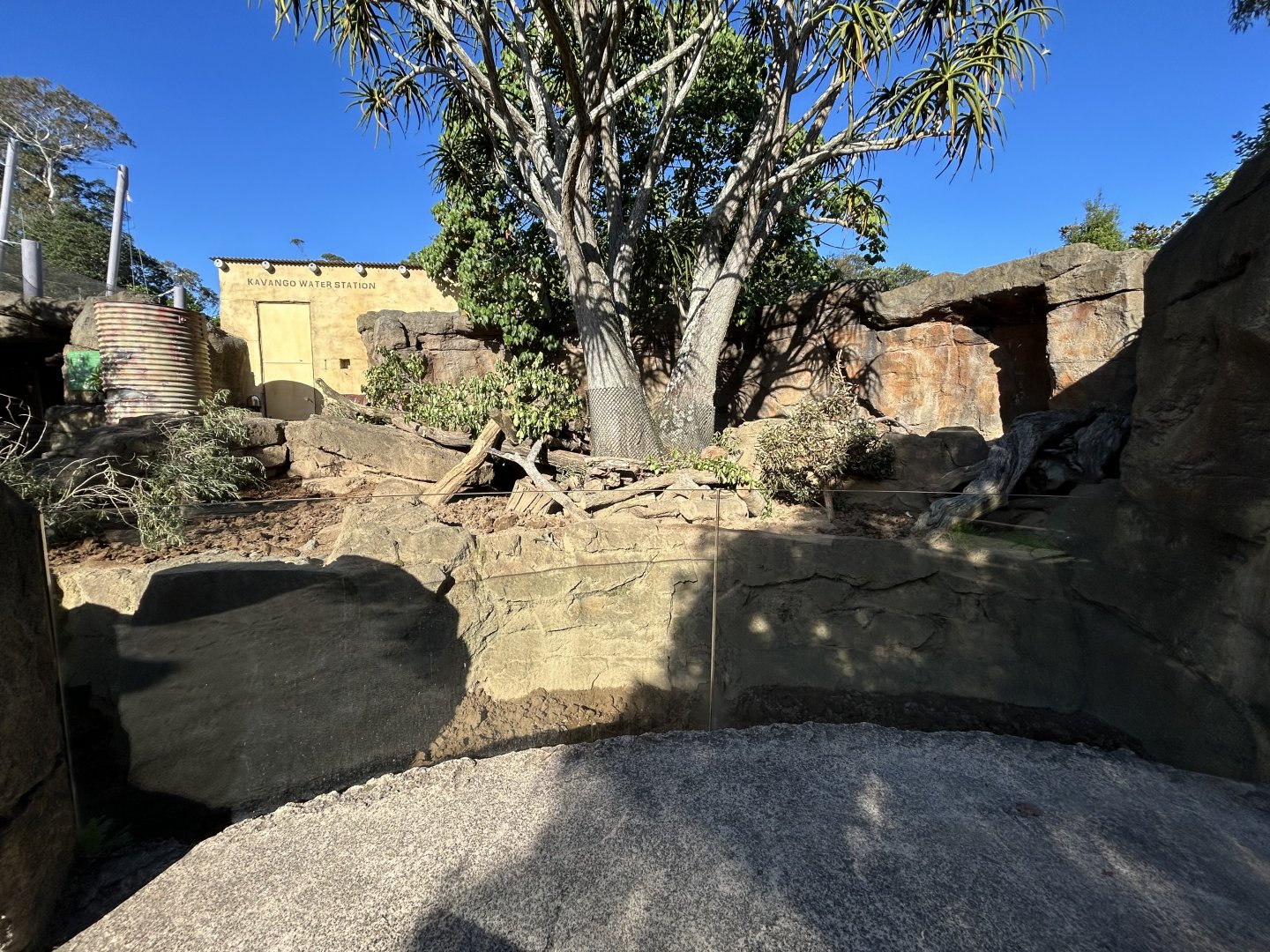 Cape Porcupine Exhibit - African Safari Track