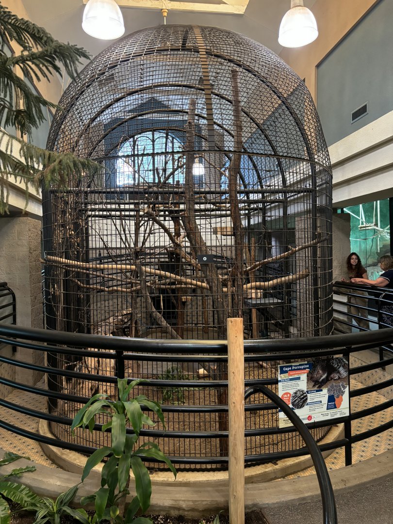 Cape Porcupine Exhibit in Cat House