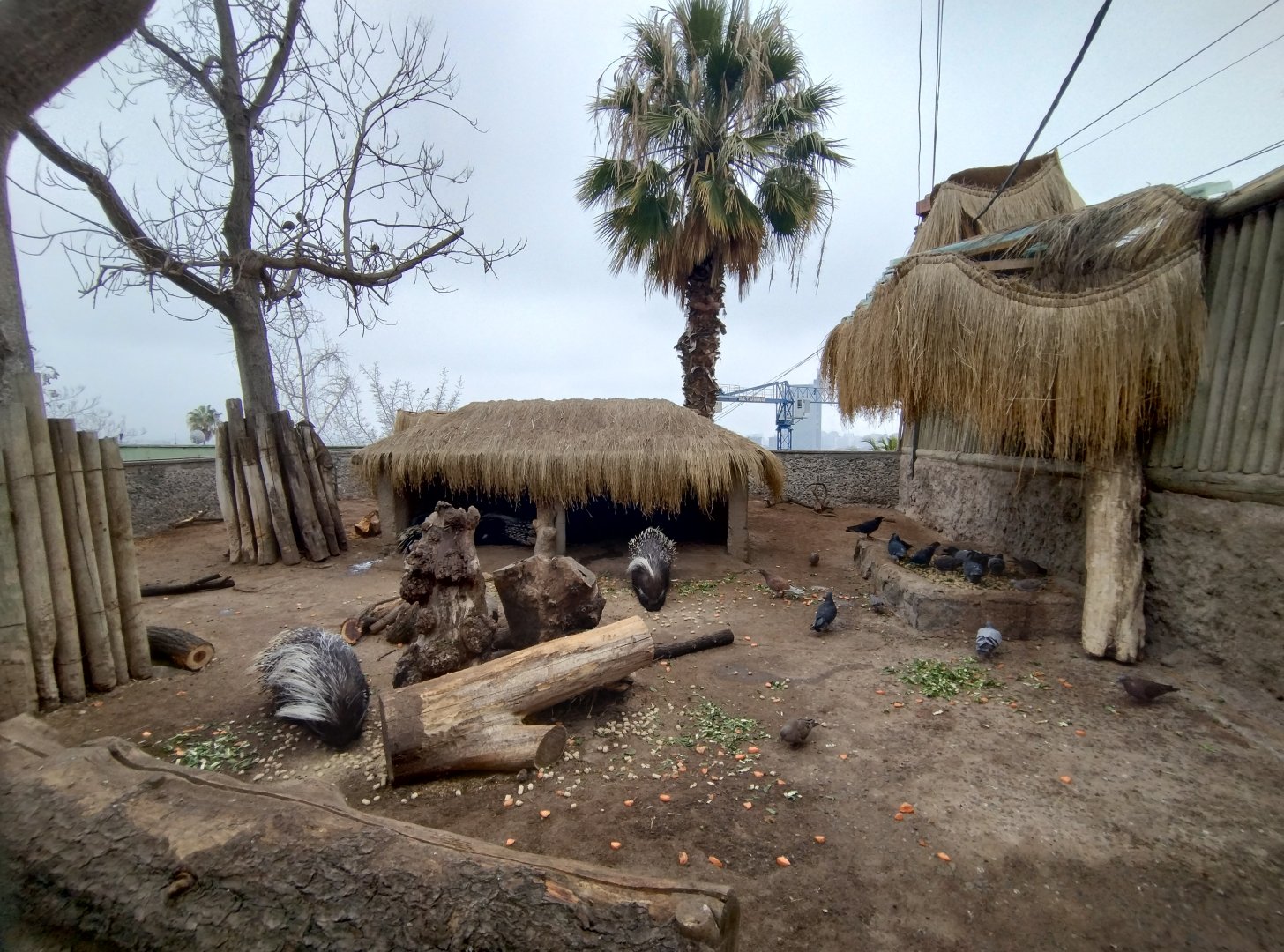Cape porcupine exhibit - Santiago Zoo (Zoologico Nacional)