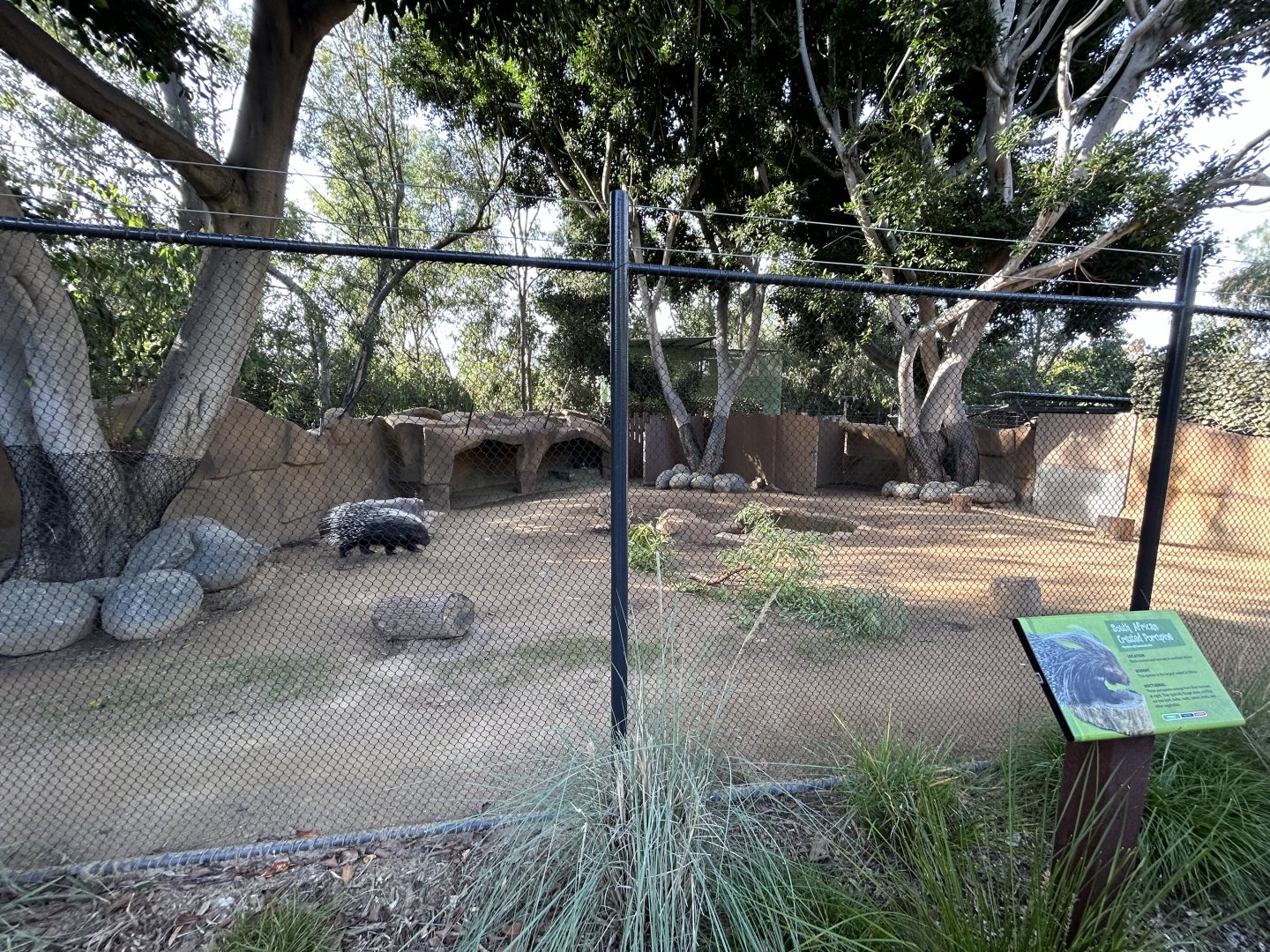 Cape Porcupine Exhibit - Urban Jungle