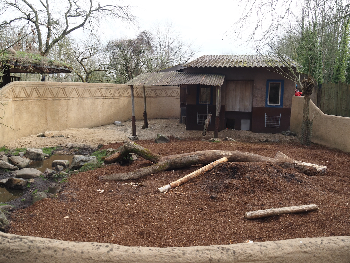 Cape porcupine exhibit with new substrate, 2025-03-23