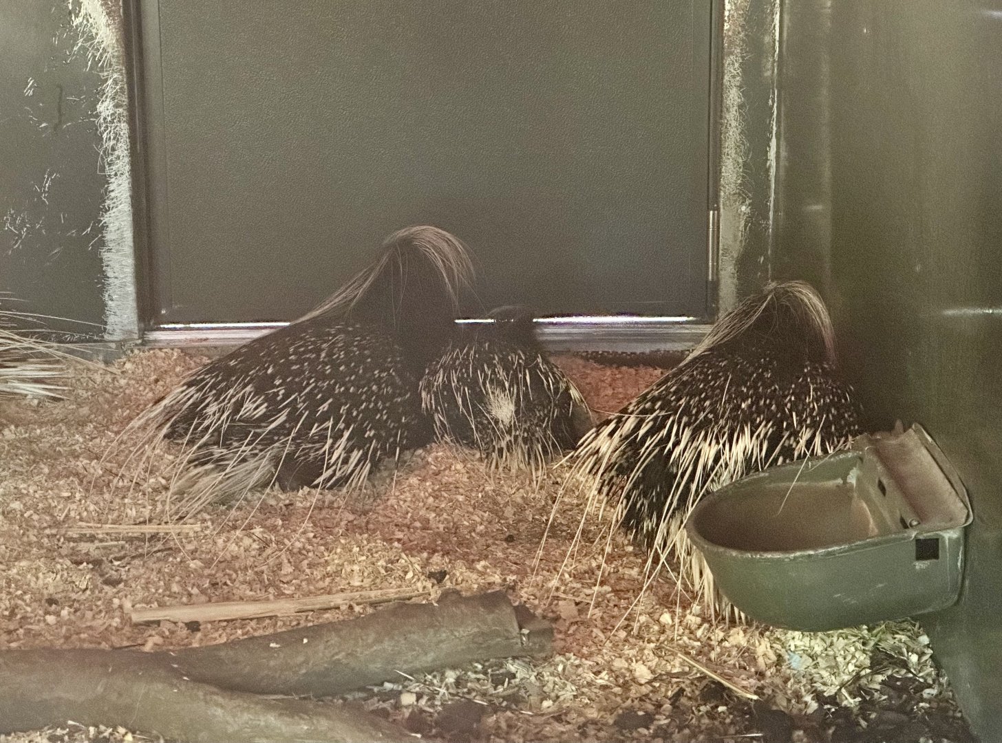 Cape Porcupine Family