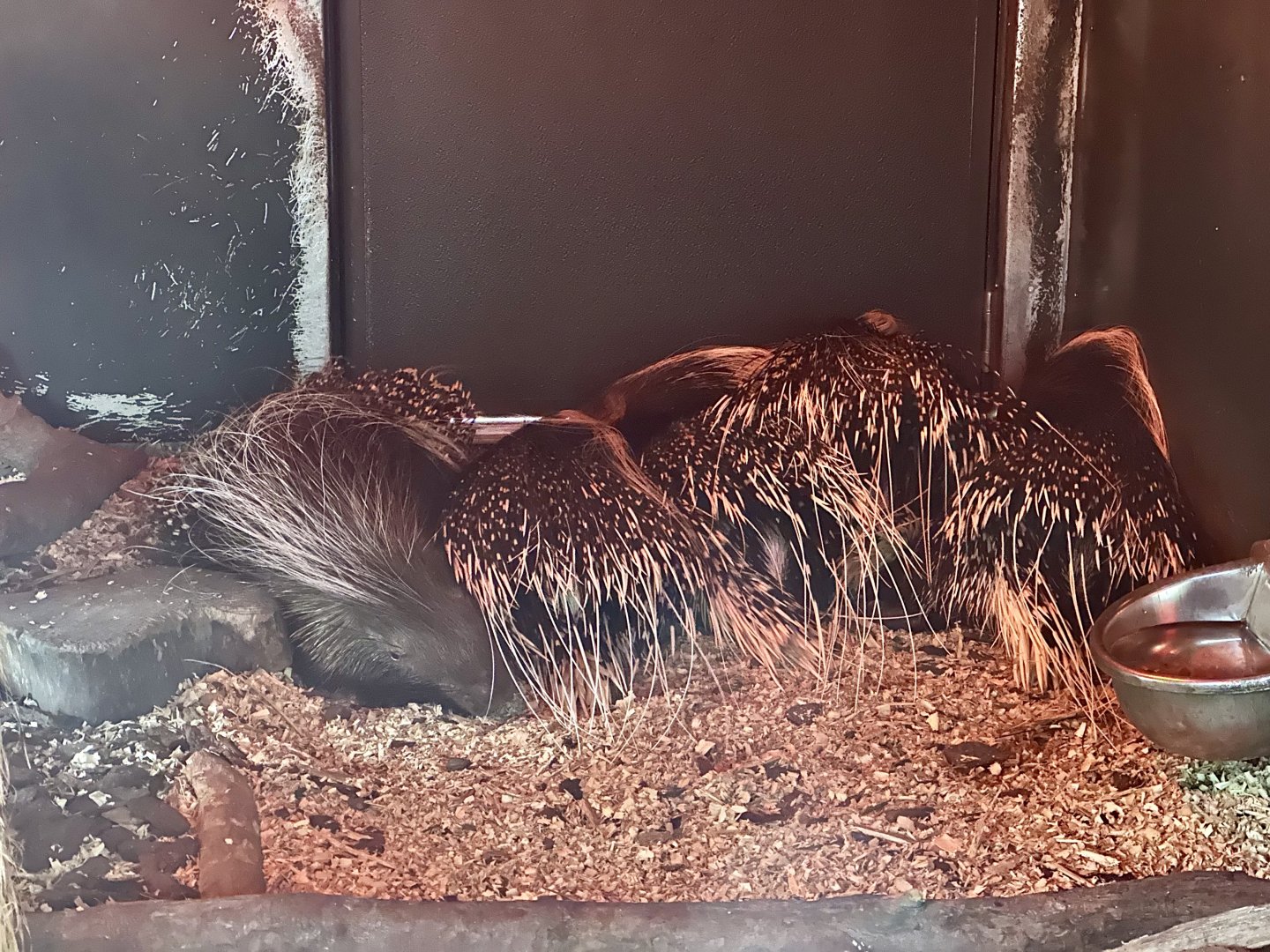 Cape Porcupine Family