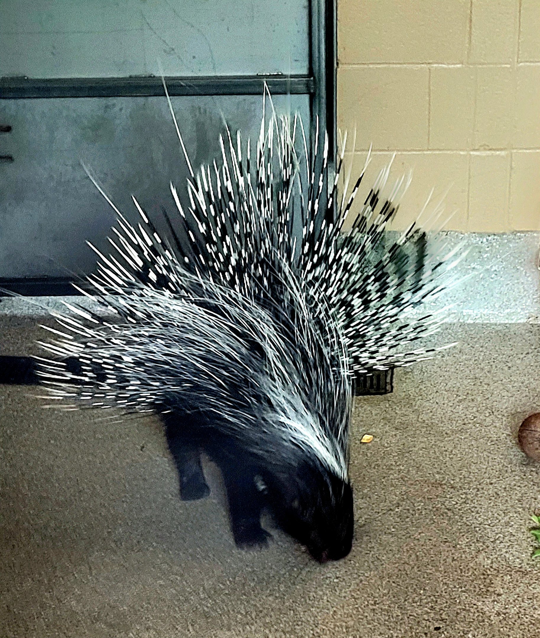 Cape Porcupine-Greenville Zoo-April 2025