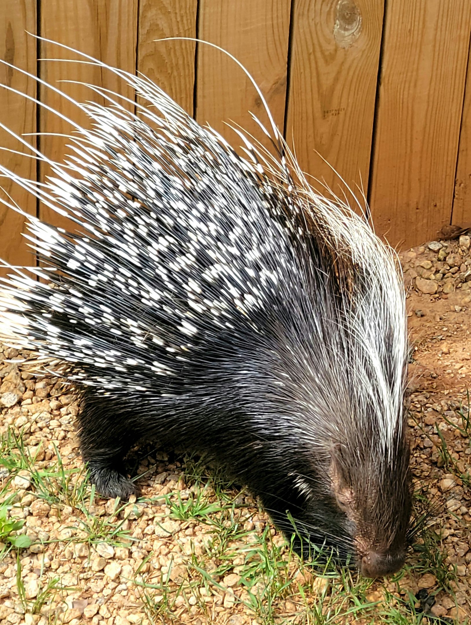 Cape Porcupine-Greenville Zoo