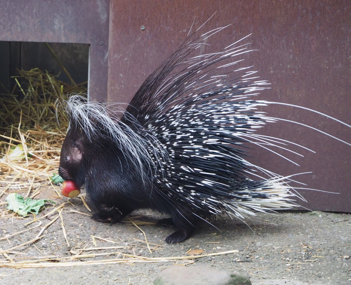 Cape porcupine (Hystrix africaeaustralis), 2021-07-03