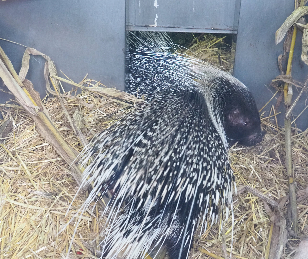 Cape porcupine (Hystrix africaeaustralis), 2022-01-02