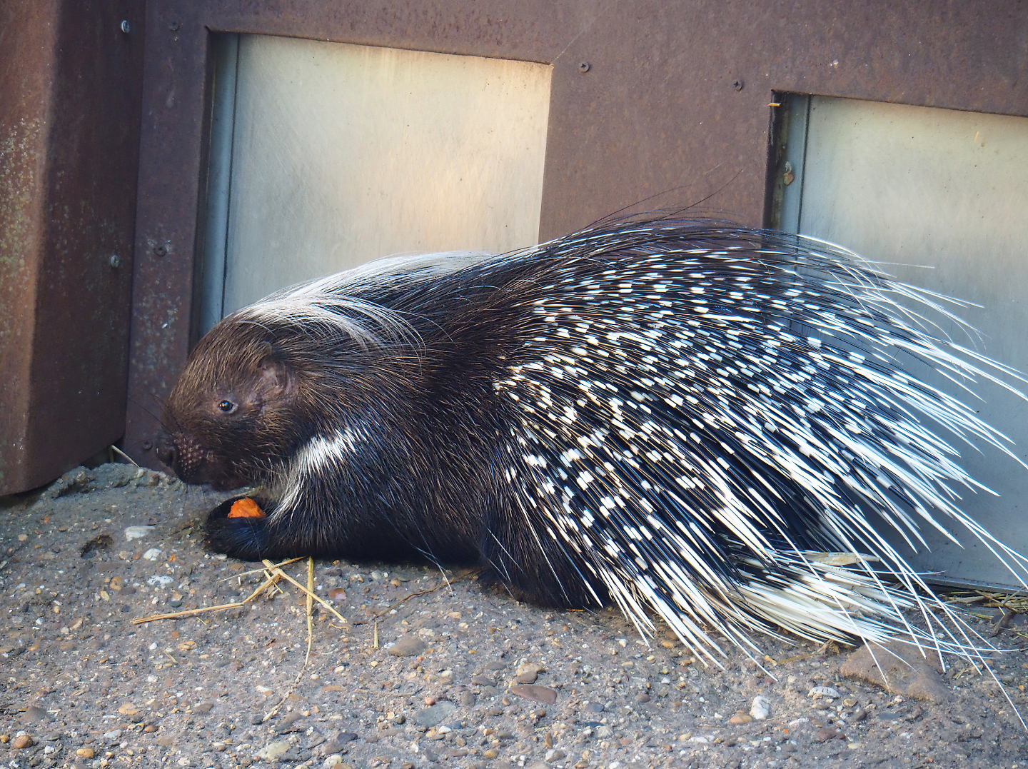 Cape porcupine (Hystrix africaeaustralis), 2022-07-03
