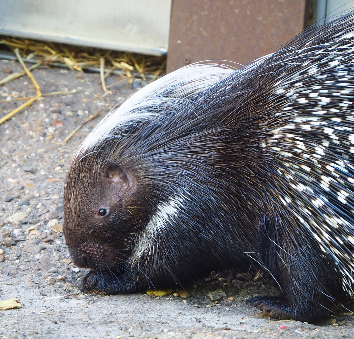 Cape porcupine (Hystrix africaeaustralis), 2022-07-03