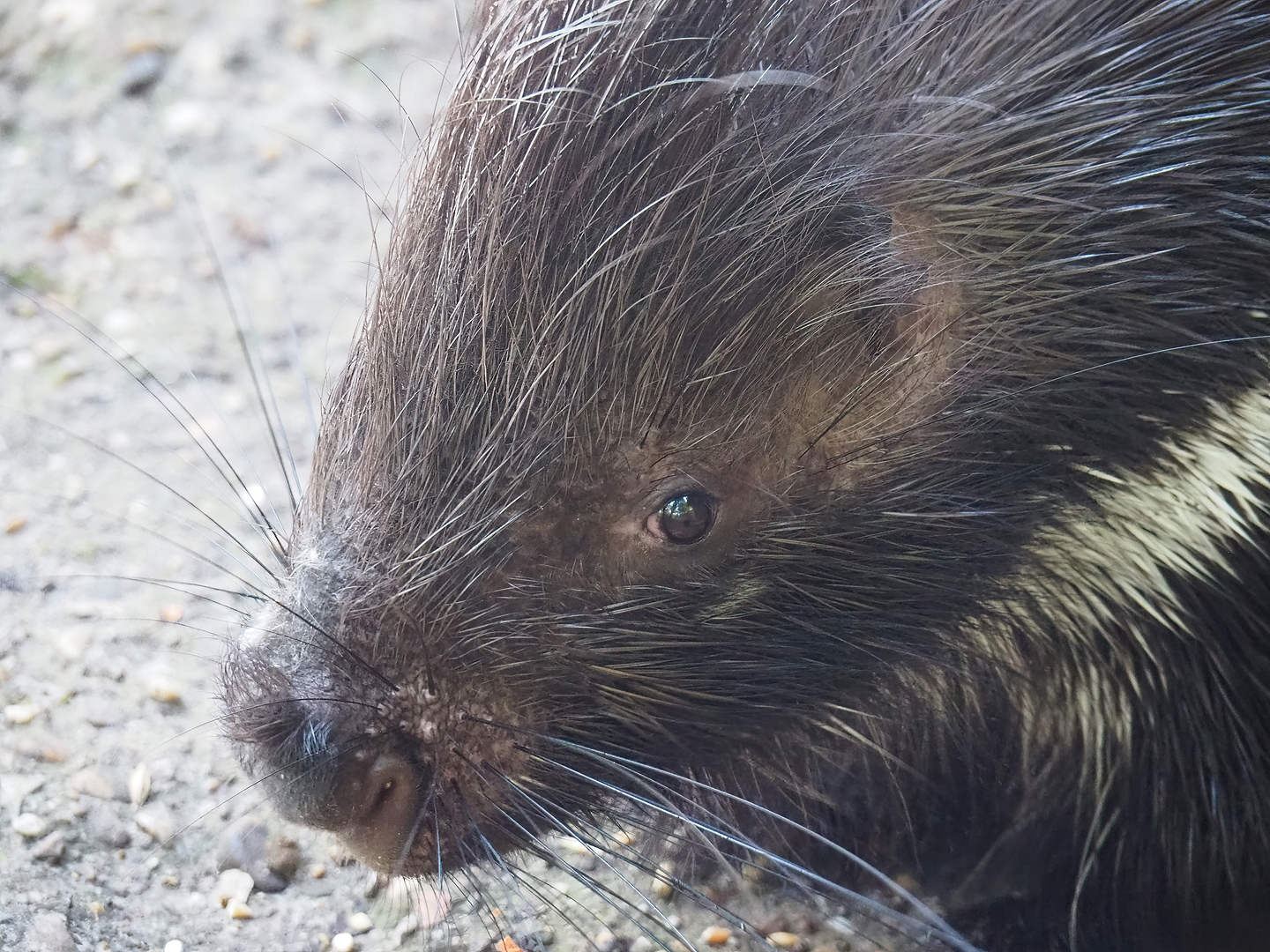Cape porcupine (Hystrix africaeaustralis), 2022-09-12