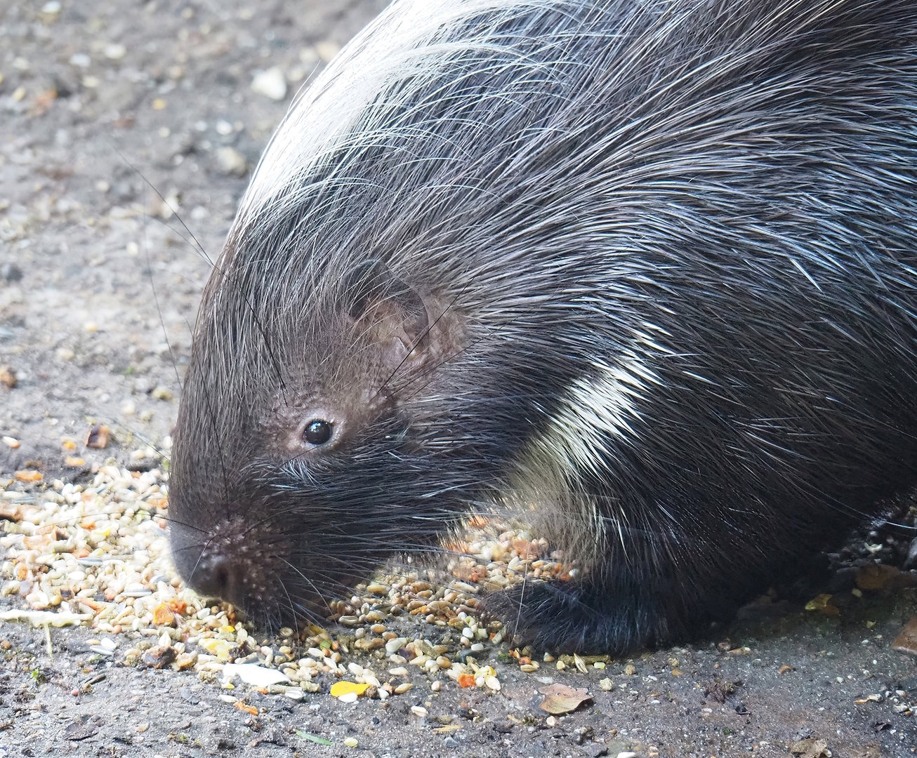 Cape porcupine (Hystrix africaeaustralis), 2022-09-12