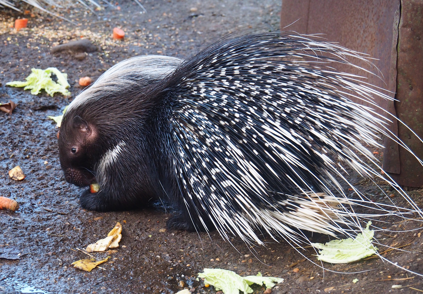 Cape porcupine (Hystrix africaeaustralis), 2022-12-27