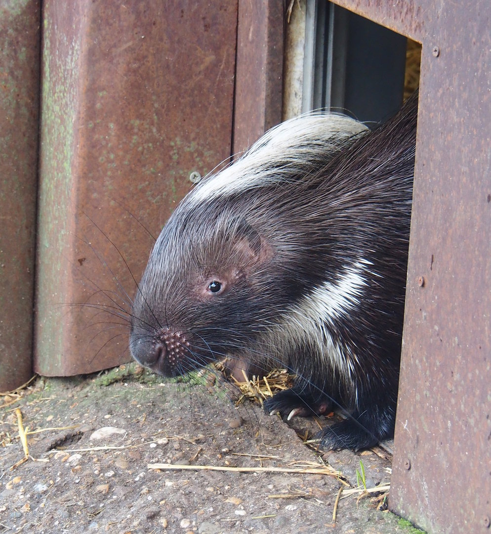 Cape porcupine (Hystrix africaeaustralis), 2022-12-27