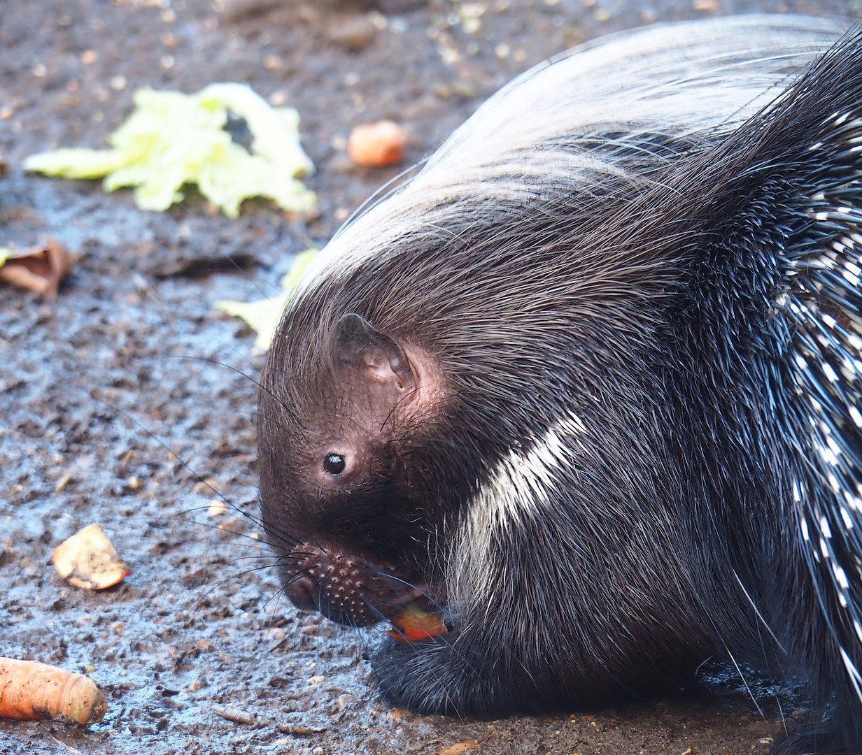 Cape porcupine (Hystrix africaeaustralis), 2022-12-27