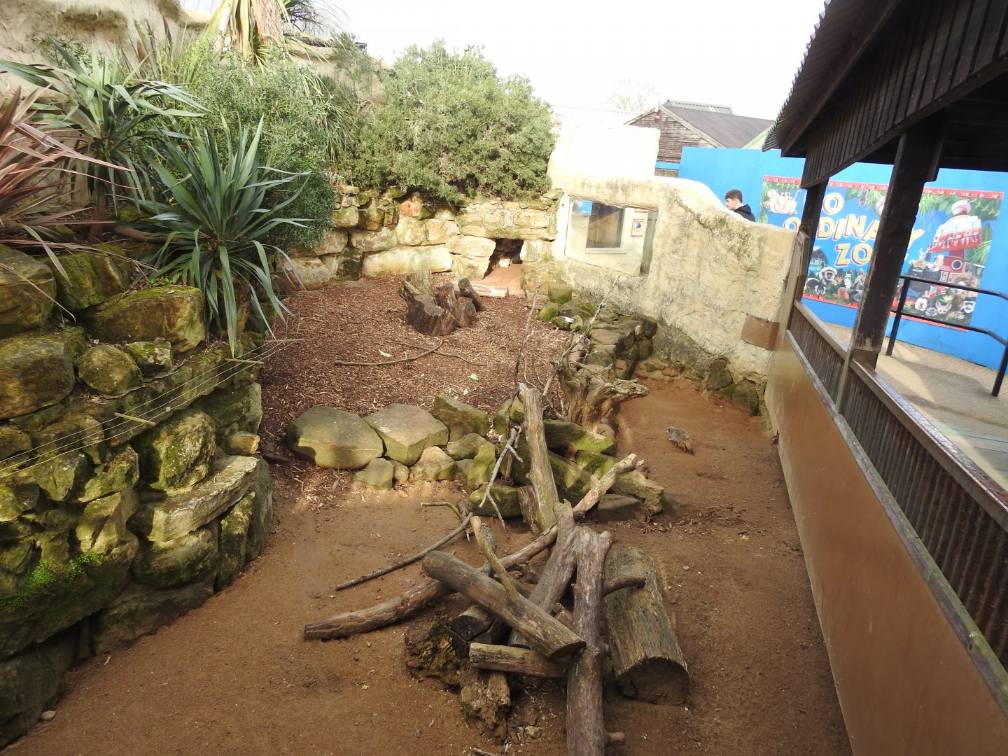 Cape Porcupine (Hystrix africaeaustralis) and Meerkat (Suricata suricatta) Enclosure 2