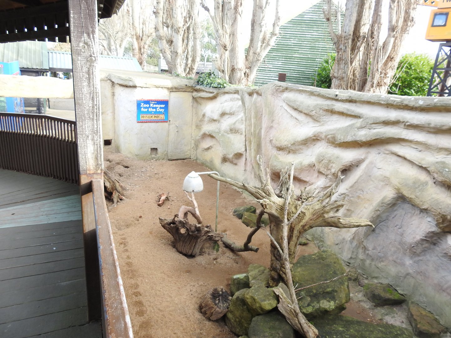 Cape Porcupine (Hystrix africaeaustralis) and Meerkat (Suricata suricatta) Enclosure 3
