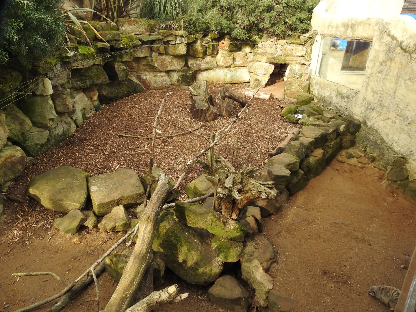 Cape Porcupine (Hystrix africaeaustralis) and Meerkat (Suricata suricatta) Enclosure 4